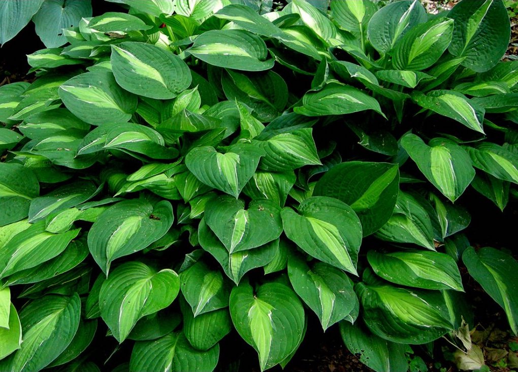 hosta